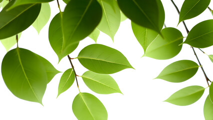 Lush green leaves with soft lighting, Generative AI