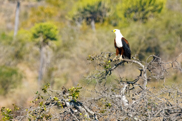 African fish eagle, Kruger National Park, South Africa