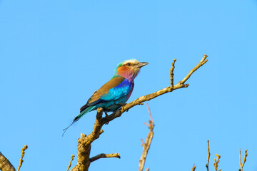 Lilac breasted roller, in Kruger National Park, South Africa