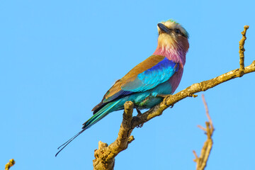 Lilac breasted roller, in Kruger National Park, South Africa