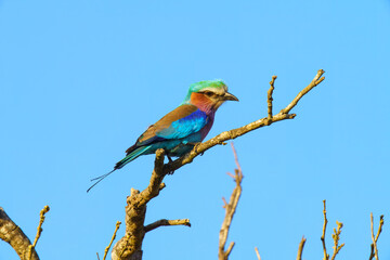 Lilac breasted roller, in Kruger National Park, South Africa
