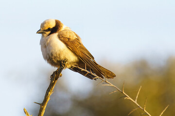 Southern White crowned Shrike, Kruger National Park, South Africa