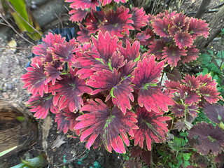 Coleus Victorian Ruffles, Miana plant Ornamental plant in garden	