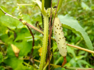 Cucumber vines are beginning to form in the field