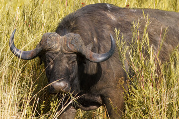 Fototapeta premium African buffalo, Kruger National Park, South Africa