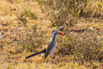 The red-billed hornbill, in South Africa