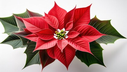 Obraz premium Close-Up of a Vibrant Red Poinsettia with Green Leaves and Yellow Green Buds, Isolated on a White Background. Classic Christmas Flower Symbolizing Holiday Festivity and Seasonal Warmth