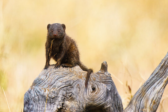 Dwarf Mongoose, Kruger National Park, South Africa