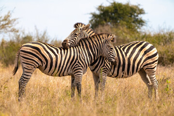 Zebras in Kruger National Park, South Africa