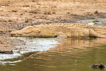 Crocodile in the Kruger National Park, South Africa