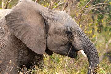 Close-up of an elephant, South Africa