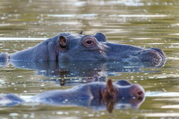 Close up of Hippo, Kruger National Park, South Africa