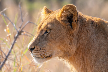 Close up of young Lion, Kruger National Park, South Africa