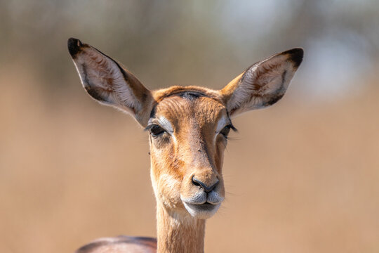 Greater Kudu, Kruger National Park, South Africa
