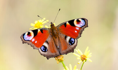 butterfly on a flower