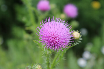 Beautiful growing flower burdock thistle on background meadow.
