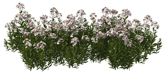 tall perennial phlox white hq arch viz cutout flowers