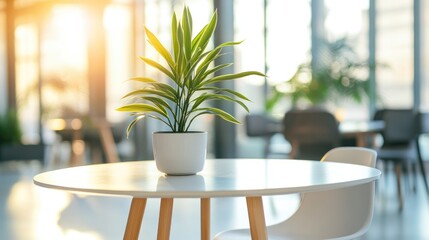 Fototapeta premium A potted plant on a table in a bright, modern workspace.