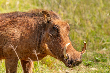 Desert warthog, in Kruger National Park, South Africa