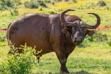 African buffalo, Kruger National Park, South Africa