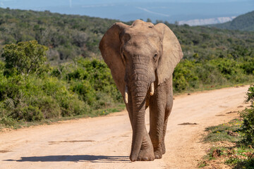 Elephants in Kruger National Park, South Africa