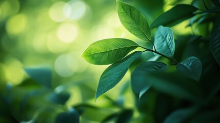 A close-up view of vibrant green leaves with a dreamy, soft-focus background of blurred foliage.