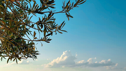 An olive tree branch with green leaves against a backdrop of a clear blue sky and a few scattered clouds.

