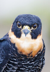 The head of a hawk is blue with big eyes on a clear sunny day. Birds, ornithology, ecology.