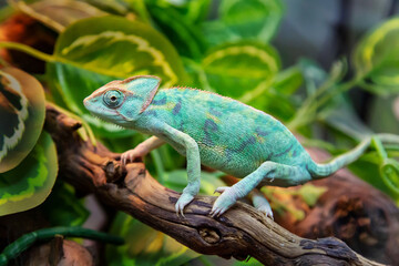 A Yemeni chameleon with a beautiful body coloring sitting on a tree branch. Wildlife fauna amphibians.