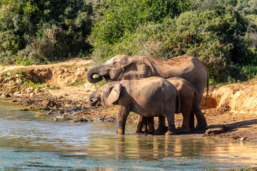 Elephants  in a pond, Kruger National Park, South Africa