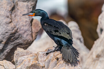 Cape cormorant, in Boulders Beach, South Africa