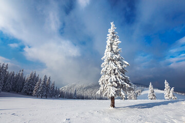 Fantastic winter landscape with snowy trees. Carpathian mountains, Ukraine, Europe. Christmas holiday concept