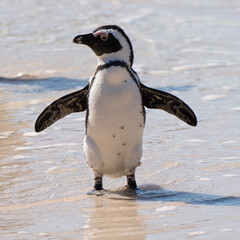 African penguin, Boulders Beach near Simons Town, South Africa