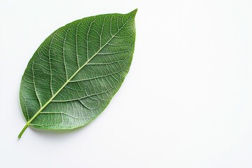 Bright green leaf isolated on white background showcasing its natural beauty and intricate details, symbolizing freshness and the essence of nature
