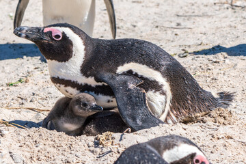 African penguin with chicks, Boulders Beach, Cape Town, South Africa