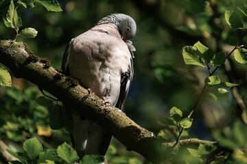 Pigeon sitting on a tree branch in the sunlight