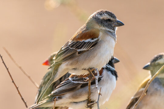 Cape sparrow, in Kgalagadi Transfrontier Park, South Africa