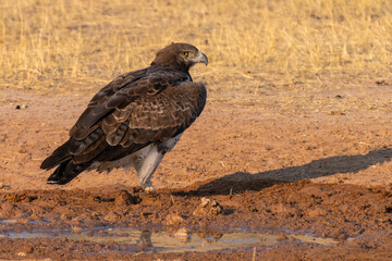 Martial eagle, Kgalagadi Transfrontier Park, South Africa