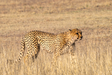 Cheetah hunting in Kgalagadi Transfrontier Park, South Africa