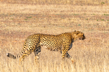 Fototapeta premium Cheetah hunting in Kgalagadi Transfrontier Park, South Africa