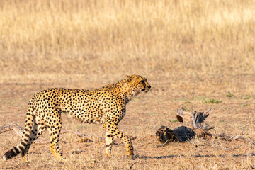 Cheetah hunting in Kgalagadi Transfrontier Park, South Africa