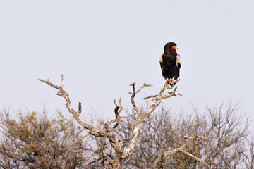 Bateleur eagle, Kgalagadi Transfrontier Park, South Africa.