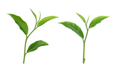young tea leaf isolated on  transparent png