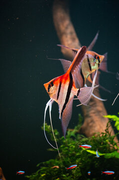 Manacapuru Angelfish and Rio Nanay Angelfish
