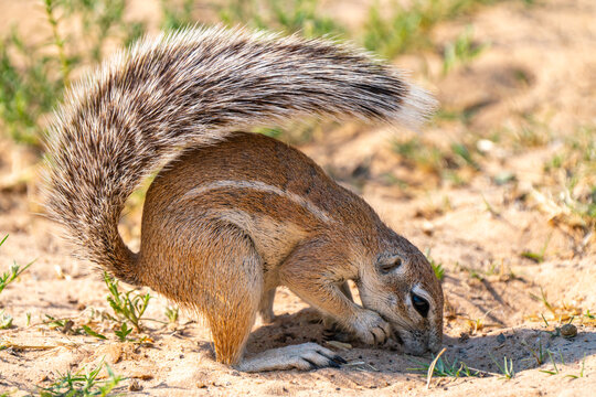 ケープアラゲジリス」の写真素材 | 1,453件の無料イラスト画像 | Adobe