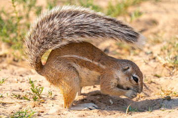 Cape ground squirrel in Kgalagadi Transfrontier Park, South Africa