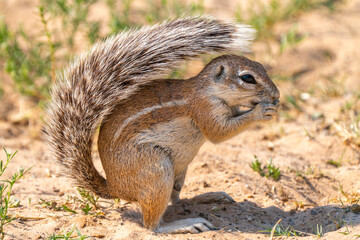 Cape ground squirrel in Kgalagadi Transfrontier Park, South Africa