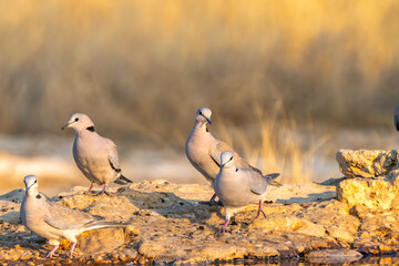 Cape Turtle Dove, in Kgalagadi Transfrontier Park, South Africa