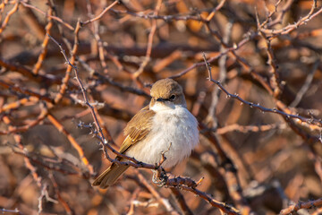 Marico flycatcher, in Kgalagadi Transfrontier Park, South Africa