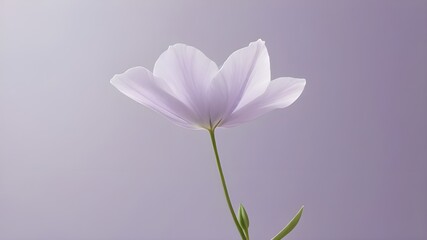 Fototapeta premium Beautiful roses on a purple background, a single flower falling on the floor. A flower background walpaper